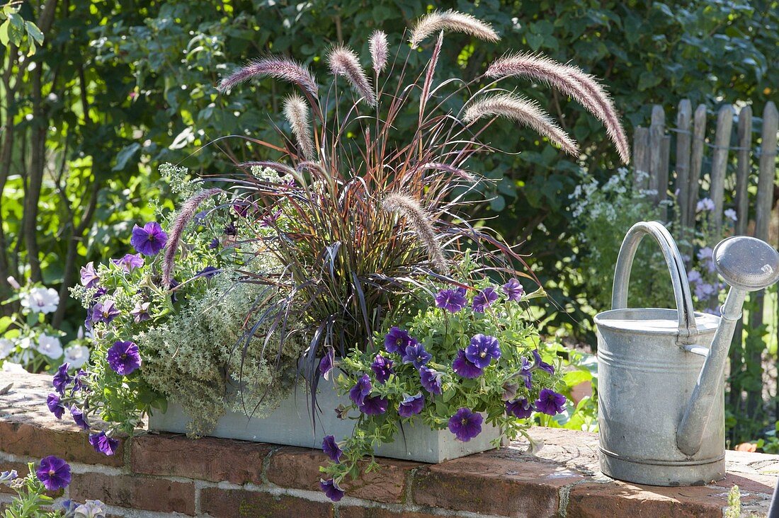 Box with Petunia Crazytunia 'Stonewashed', Pennisetum rubrum