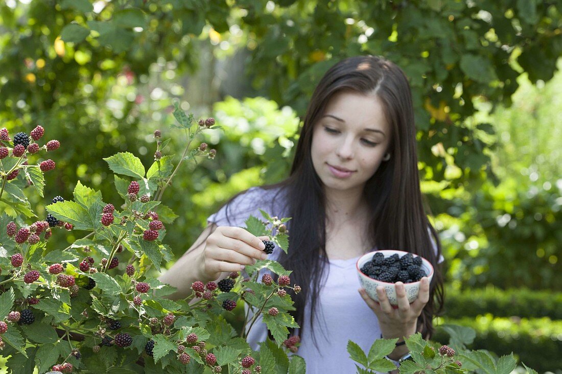 Young woman picking blackberries (Rubus fruticosus)