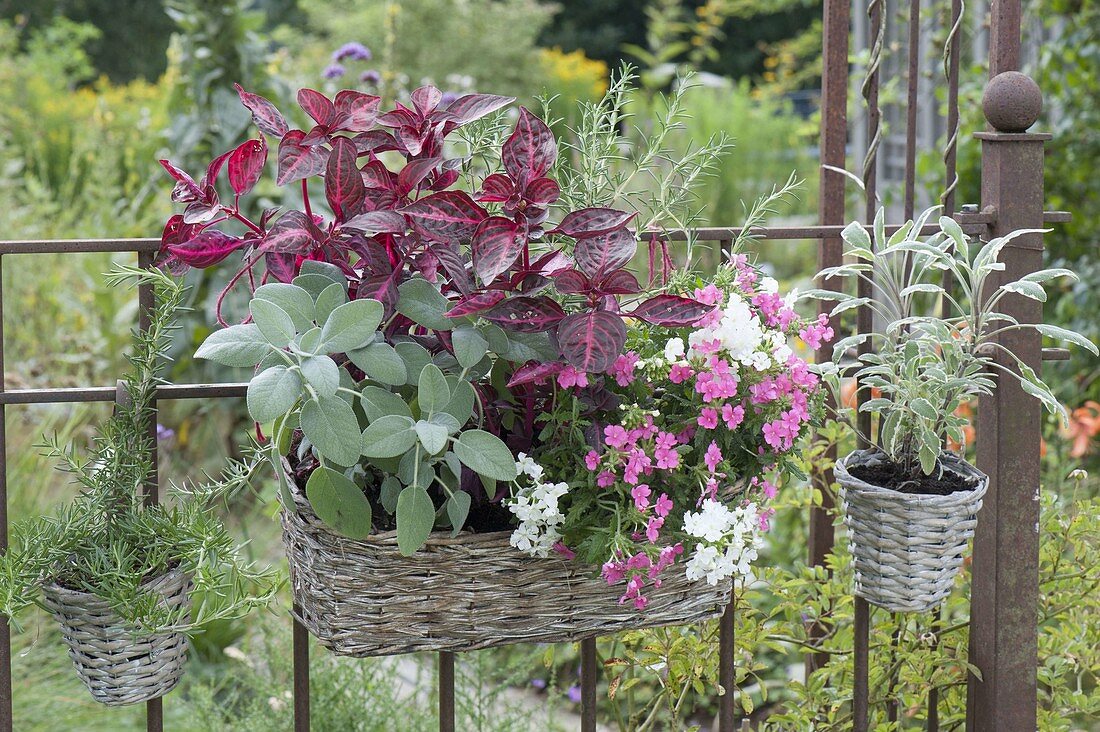 Baskets on the green garden fence, Iresine herbstii, sage