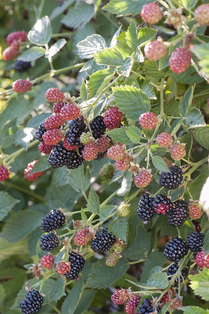 Blackberry 'Navaho' (shrubby pink)