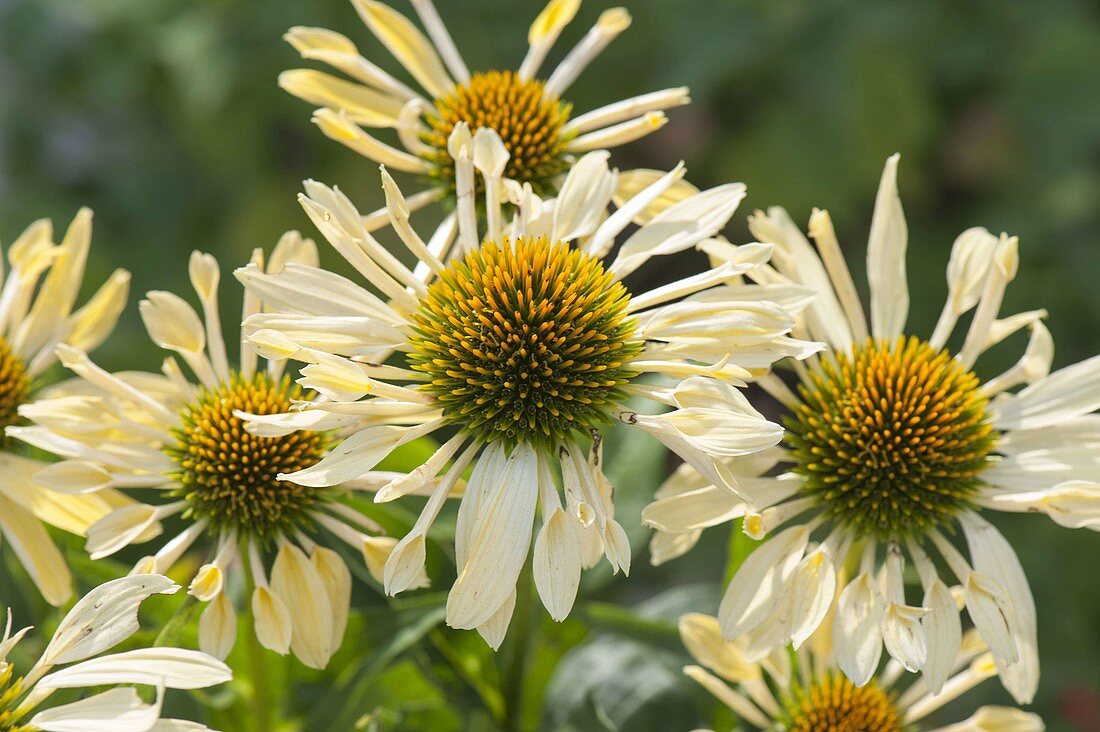 Echinacea purpurea 'Sunrise'