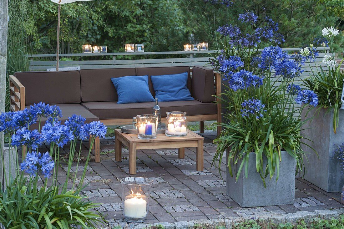 Terrasse im Abendlicht , Kübel mit Agapanthus (Schmucklilien), Windlichter