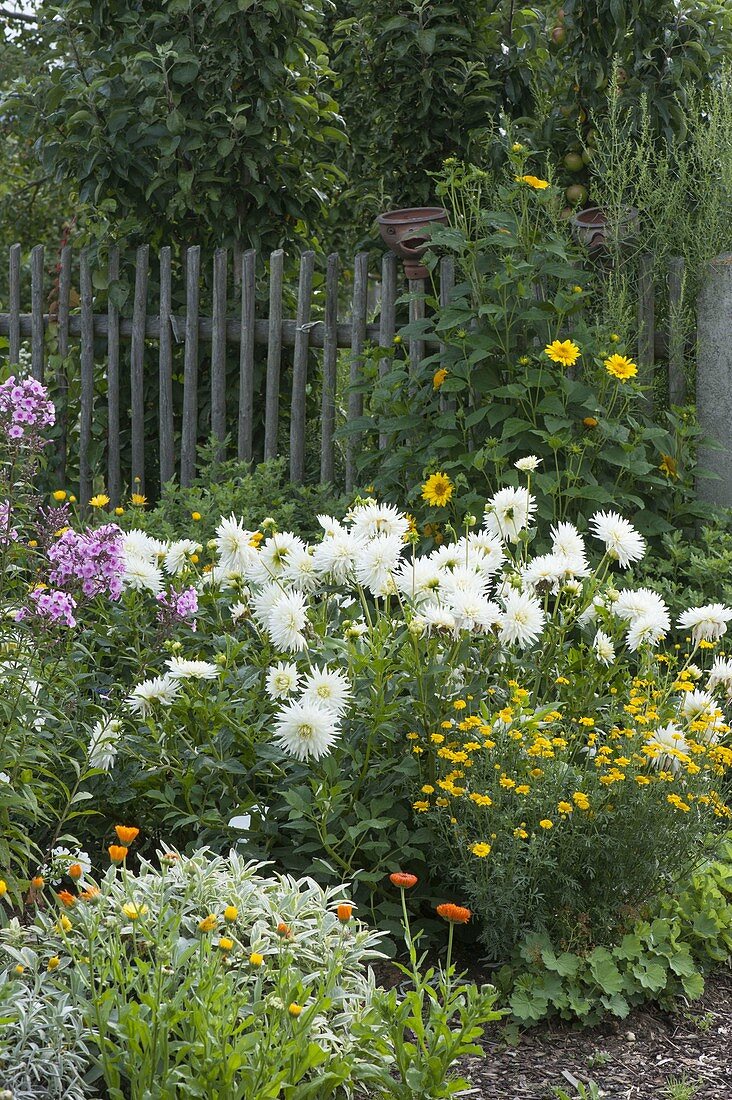 Bed with white dahlias and perennials