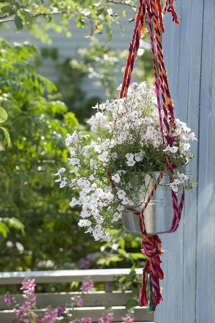 Makramee - Ampel aus bunten Bändern mit Diascia Breeze 'Pastel'