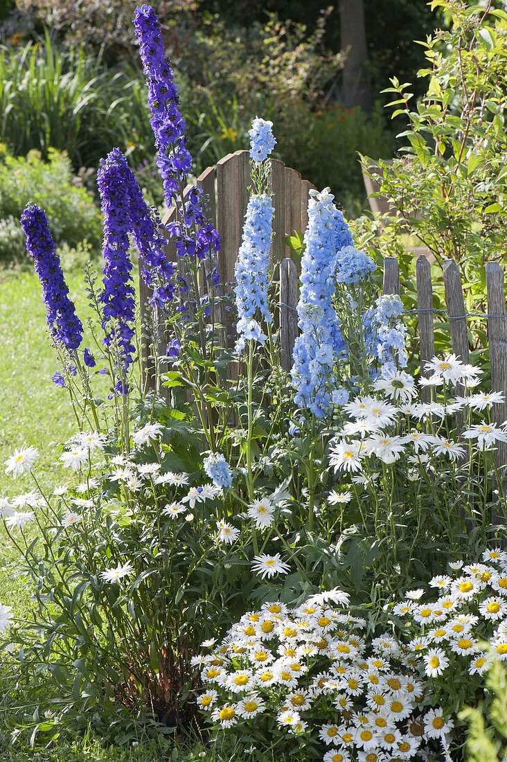 Delphinium Magic Fountain 'Dark Blue' 'Sky Blue' (Rittersporn)