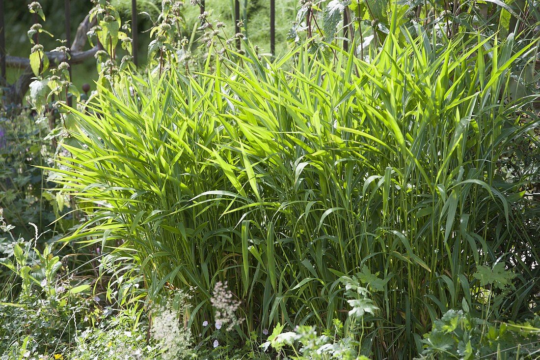 Spodiopogon sibiricus 'West Lake' (Villous-needle grass)