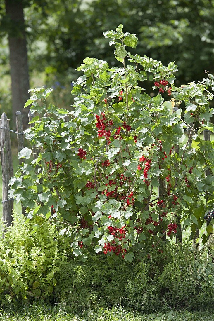 Red currant 'Rolan' (Ribes rubrum) at the fence