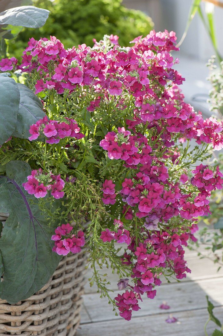 Nemesia Sunsatia 'Cassis' in a basket with red kohlrabi