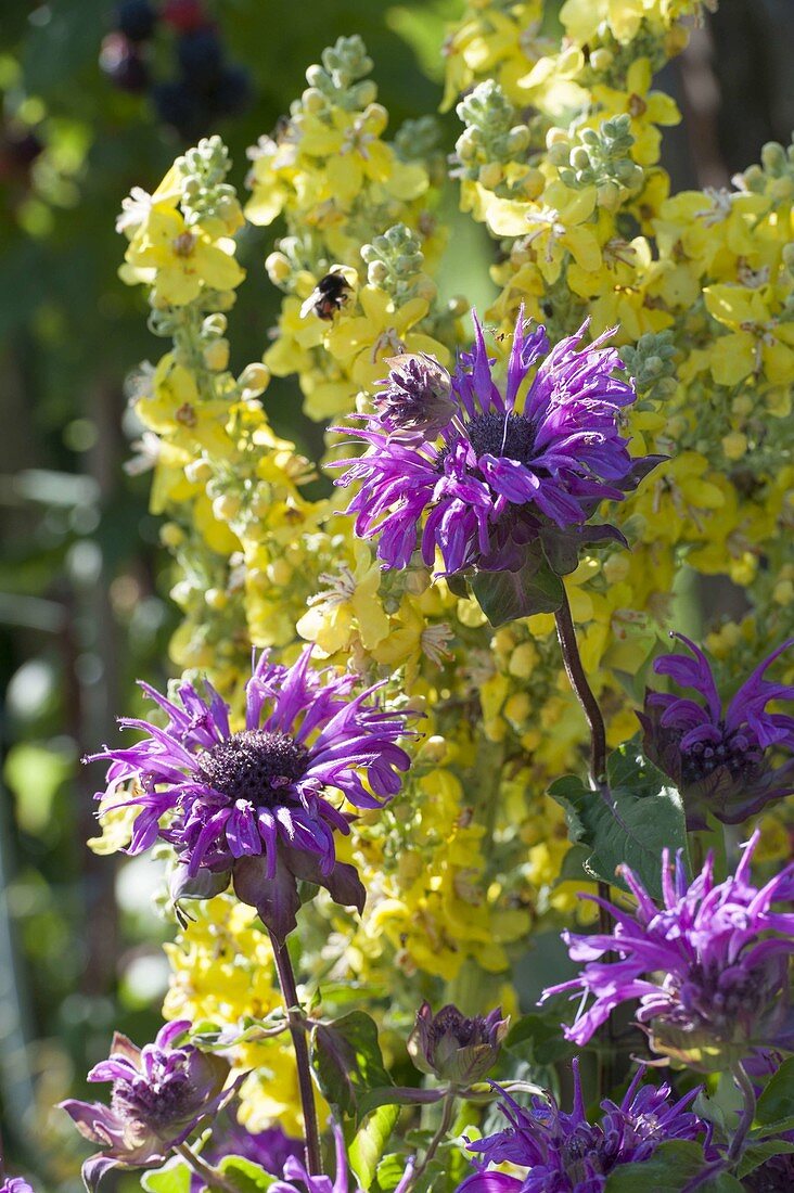 Monarda 'Blue Stocking' (bergamot) in front of Verbascum olympicum