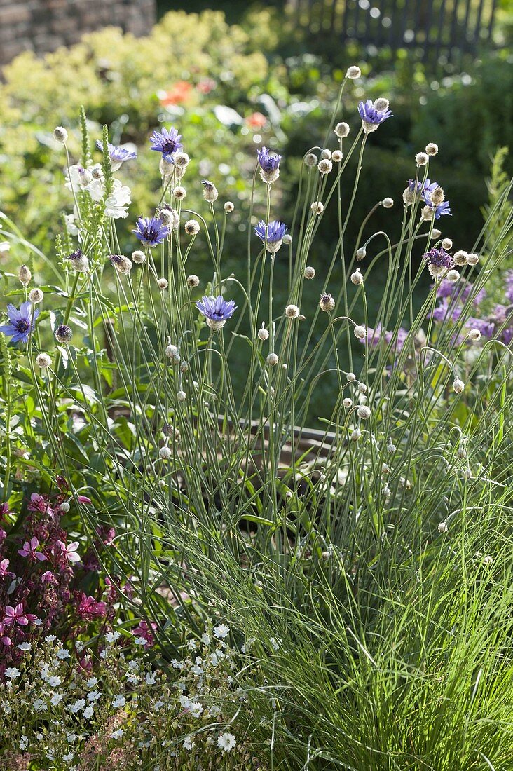 Catananche caerulea (Blaue Rasselblume)