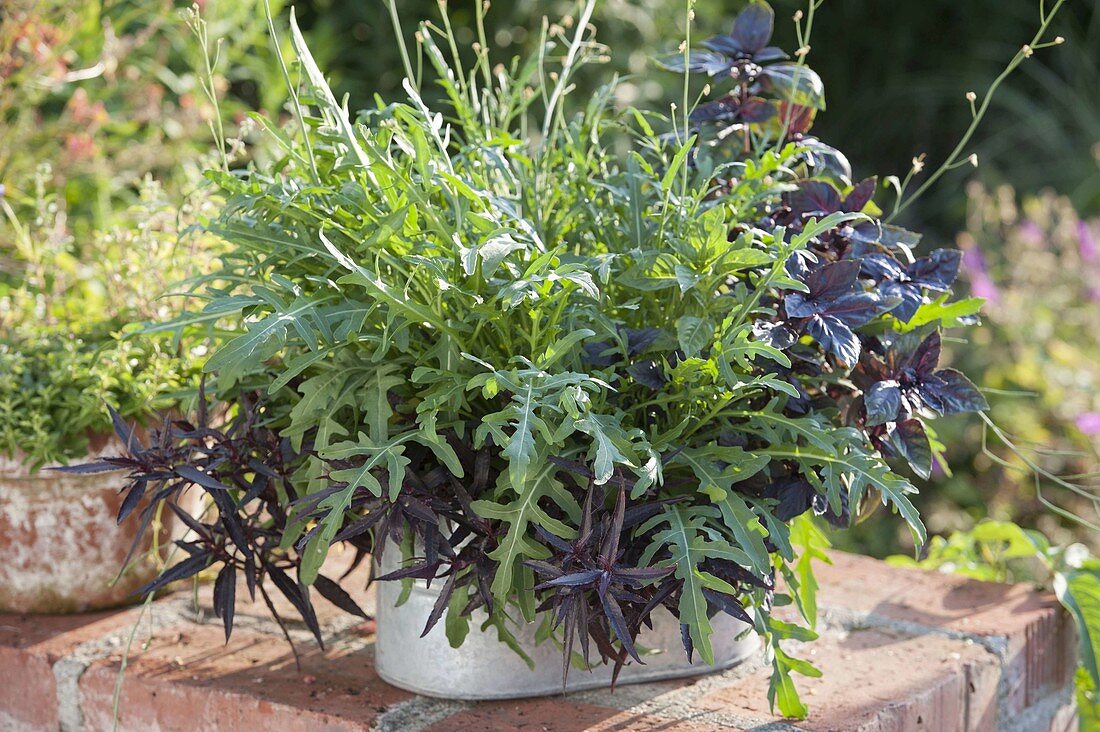 Herb box with arugula (Eruca), basil (Ocimum basilicum)