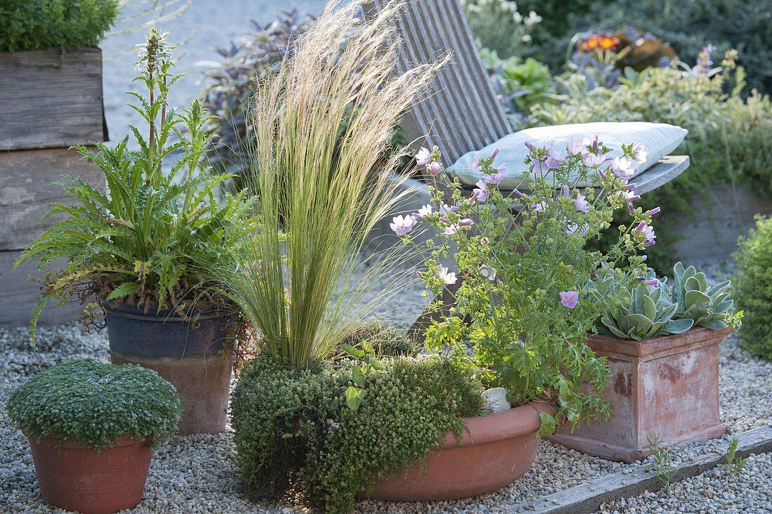 Terracotta - Schale mit Malva moschata (Moschusmalve), Stipa (Haargras)