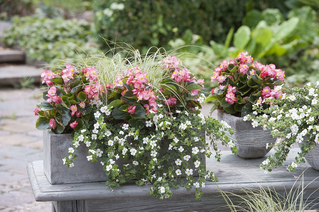 Gray box and pot with Begonia semperflorens, Bacopa