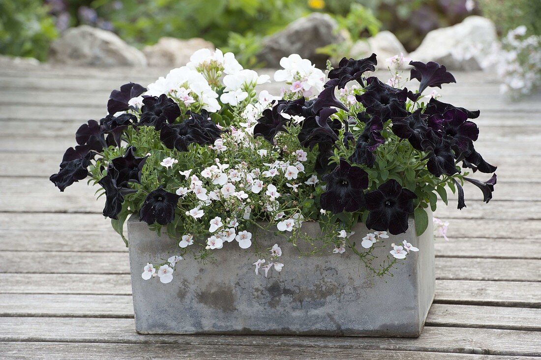 Schwarz - weiss bepflanzter Kasten : Petunia 'Crazytunia Black Mamba'