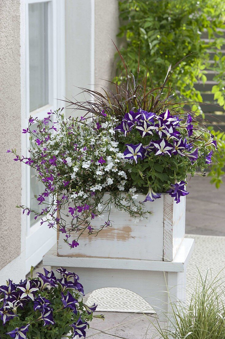 Petunia 'Crazytunia Starlight Blue' (Petunien), Lobelia 'Purple Star'