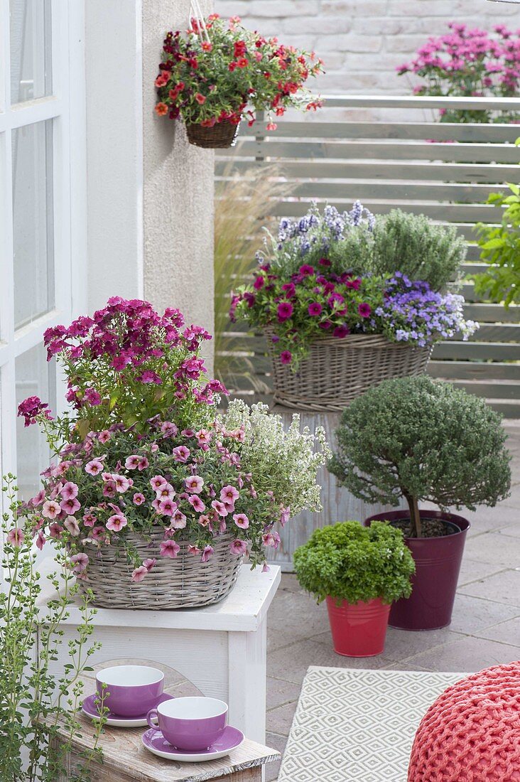 Calibrachoa Celebration 'Magnolia', Nemesis Sunsatia