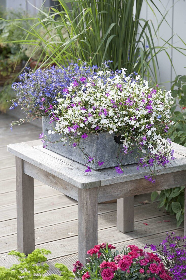 Tin box with Lobelia 'Star Mix' in white, purple and blue