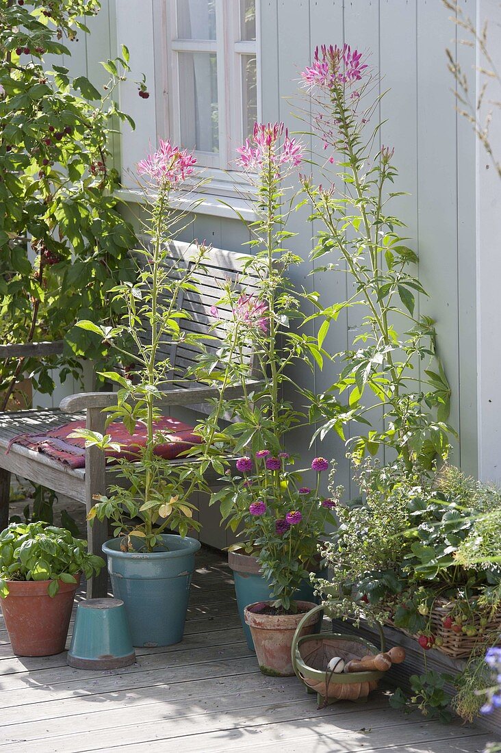 Chleome spinosa (Spinnenpflanzen), Zinnia (Zinnie), Basilikum (Ocimum