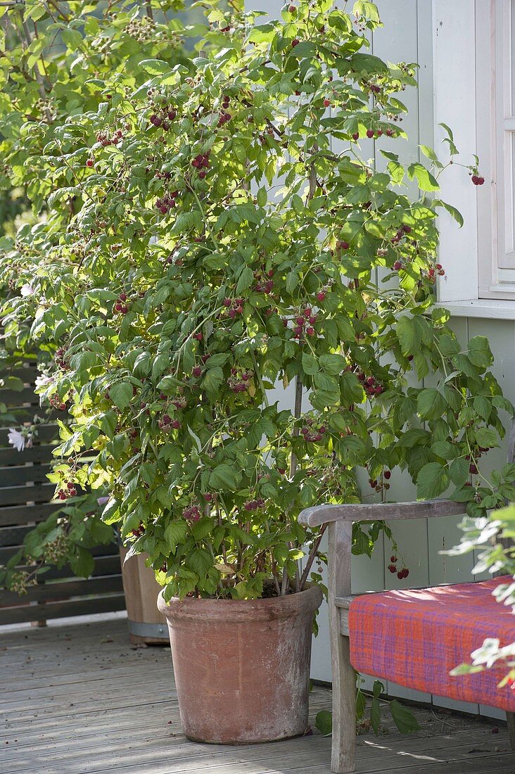 Raspberry 'Sanibelle' in terracotta tub beside bank