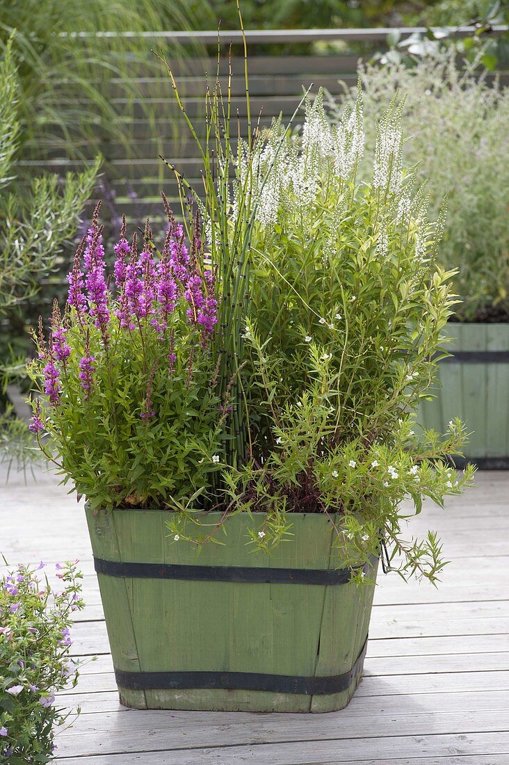 Wooden vat with plants for shore and wet meadow lythrum