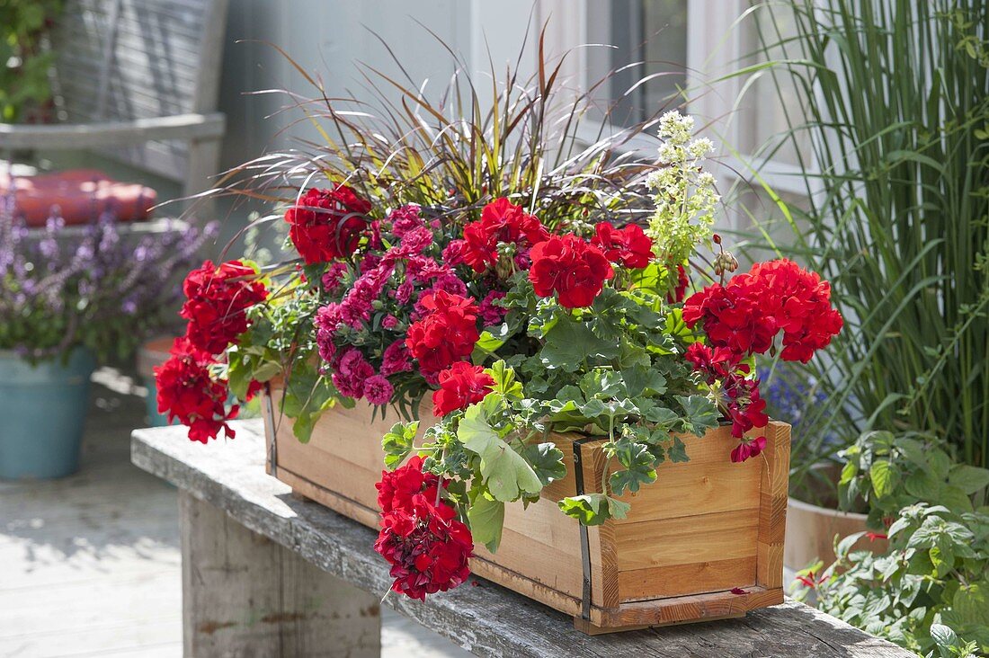 Pelargonium zonal 'Antony', Dianthus caryophyllus