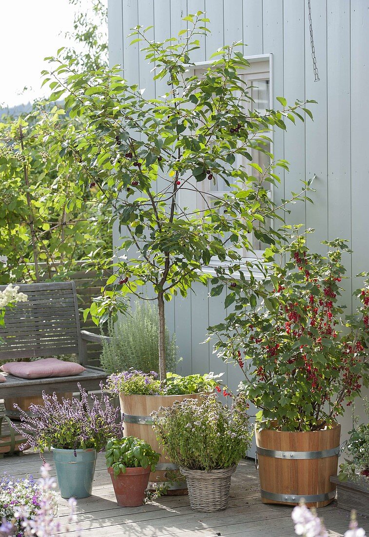 Balcony with fruits and herbs: sour cherry