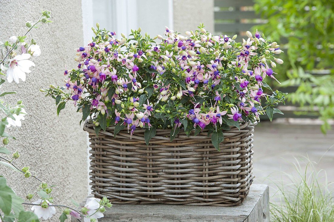 Basket with Fuchsia Shadow Dancer 'Carolina'