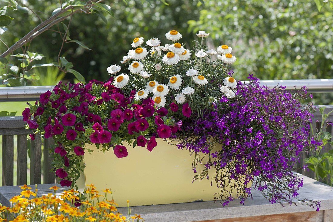 Yellow box with Calibrachoa Celebration 'Purple Rain'