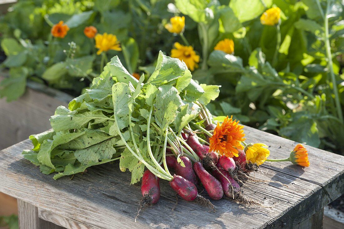 Freshly picked radishes (Raphanus) on stool on the vegetable bed