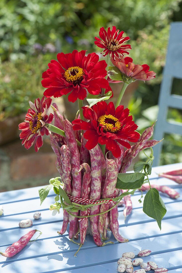 Zinnia bouquet, vase covered with Borlotti beans