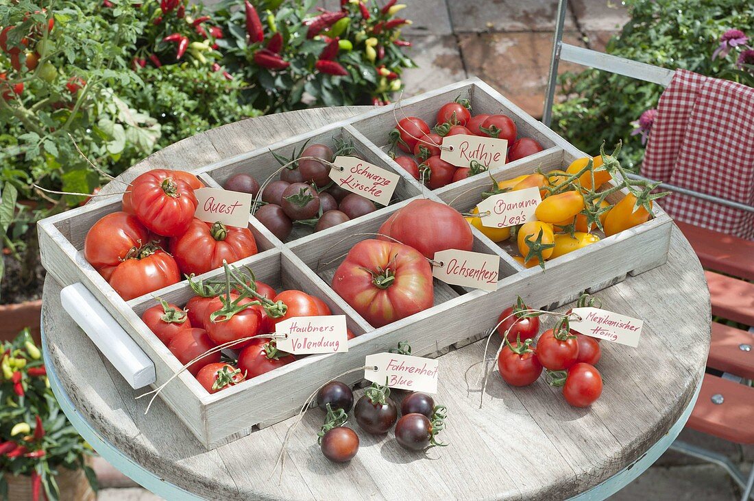 Tomato tray on round patio table