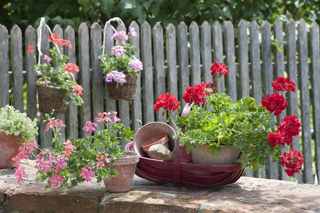 Pots with Pelargonium peltatum on garden wall