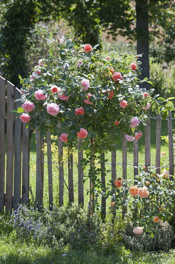 Rose 'Chippendale' stems with wild shoot in the herb bed