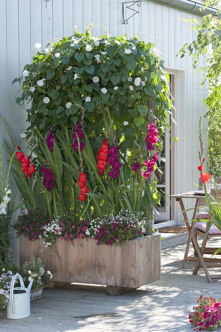 Wooden box planted with Gladiolus 'Plum Tart' on trellis as a privacy screen