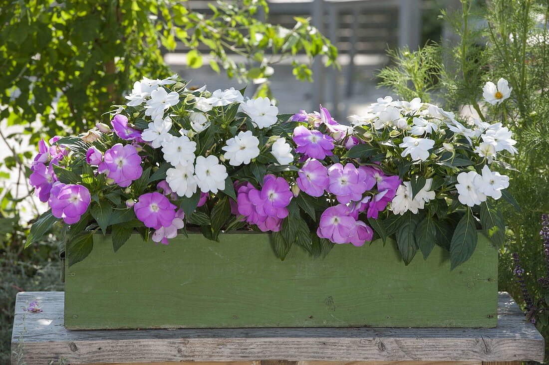 Green box with Impatiens New Guinea Paradise 'Moyo', 'Cabano'