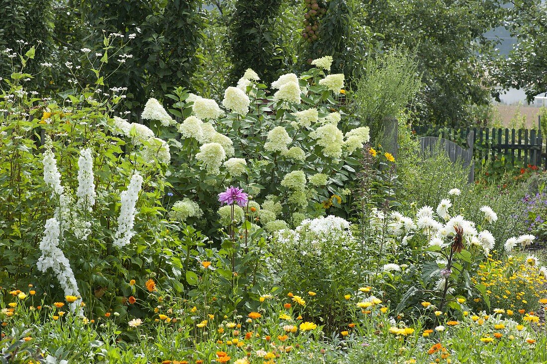 Hydrangea paniculata 'Limelight' with white dahlias