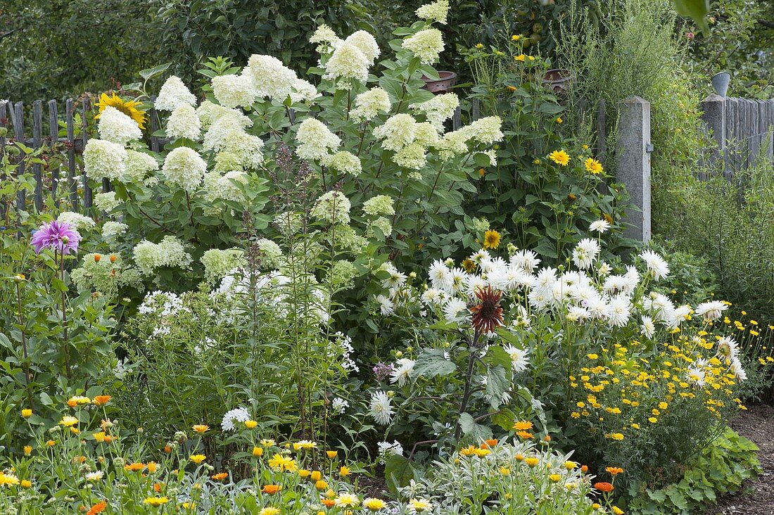 Hydrangea paniculata 'Limelight' with white dahlias