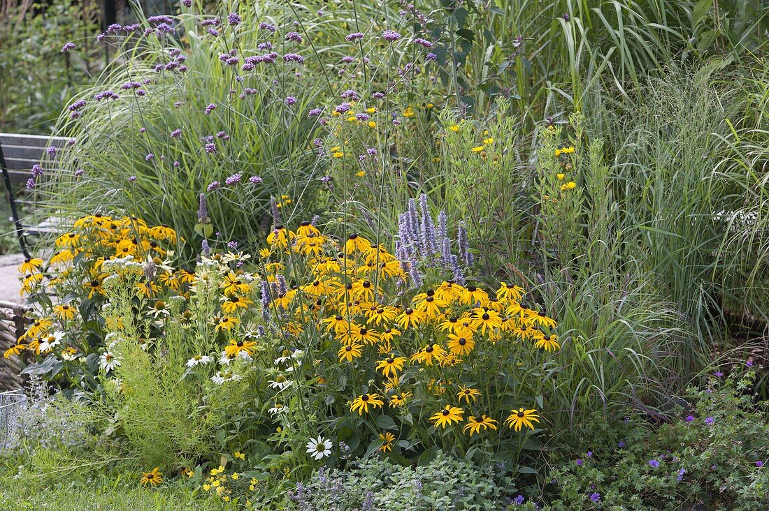 Blue-yellow late summer bed with perennials and grasses