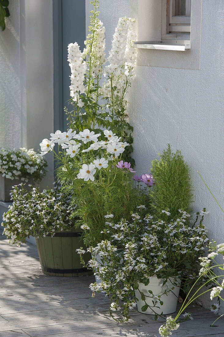 White planted tubs at the house entrance