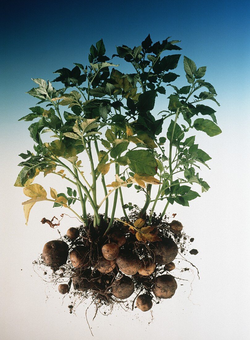 Potato Plants with Roots and Potatoes