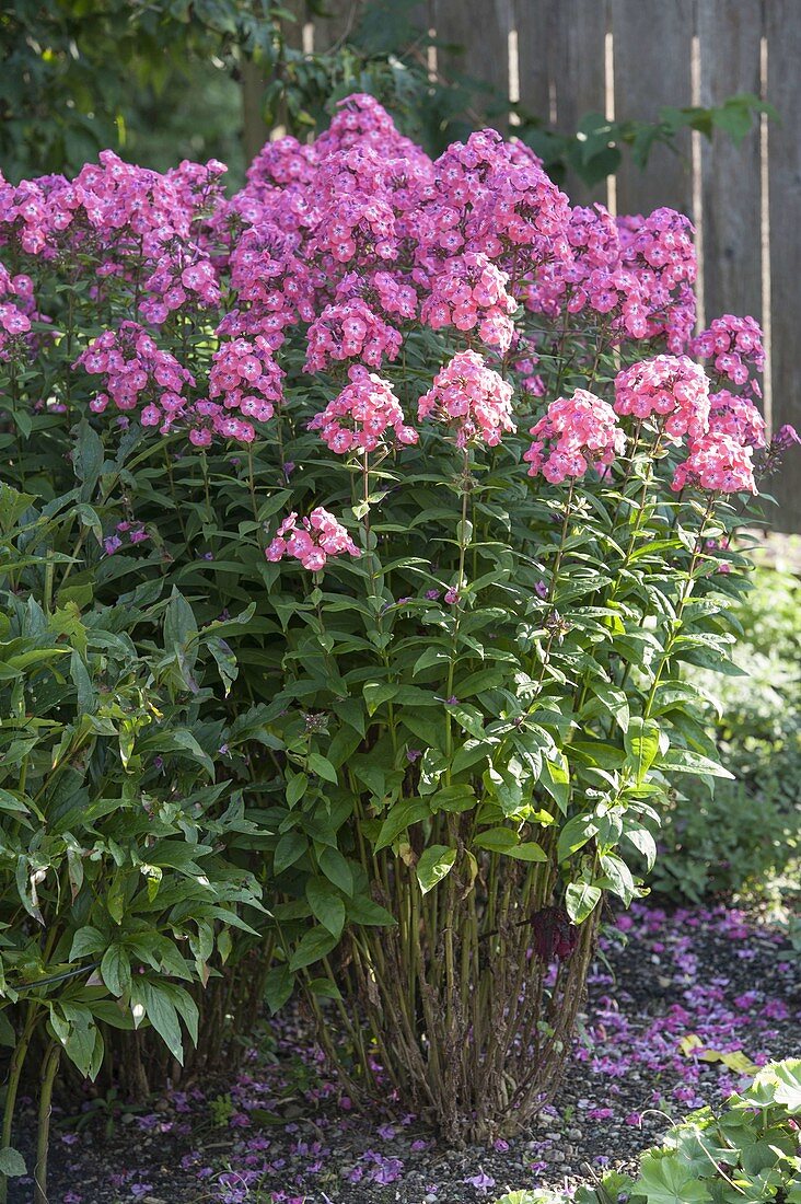 Phlox paniculata 'Eva Förster' (Phlox)