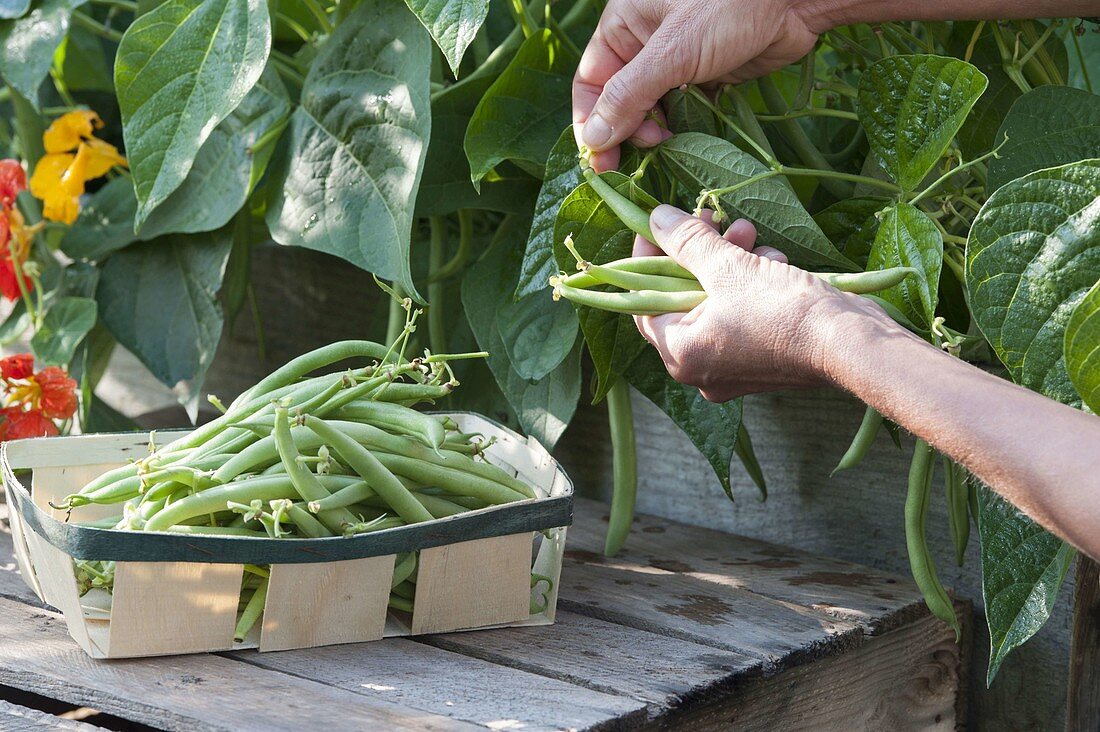 Picking bush beans (Phaseolus) and placing them in a chip baskets