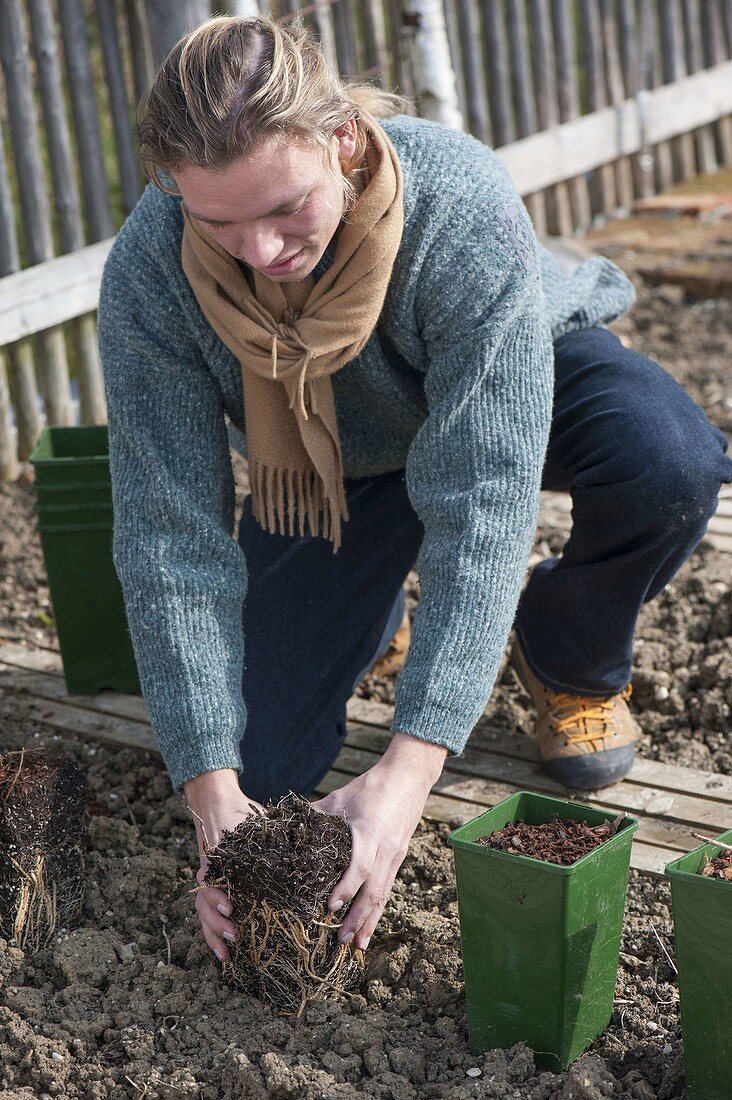 Planting of green asparagus in the bed