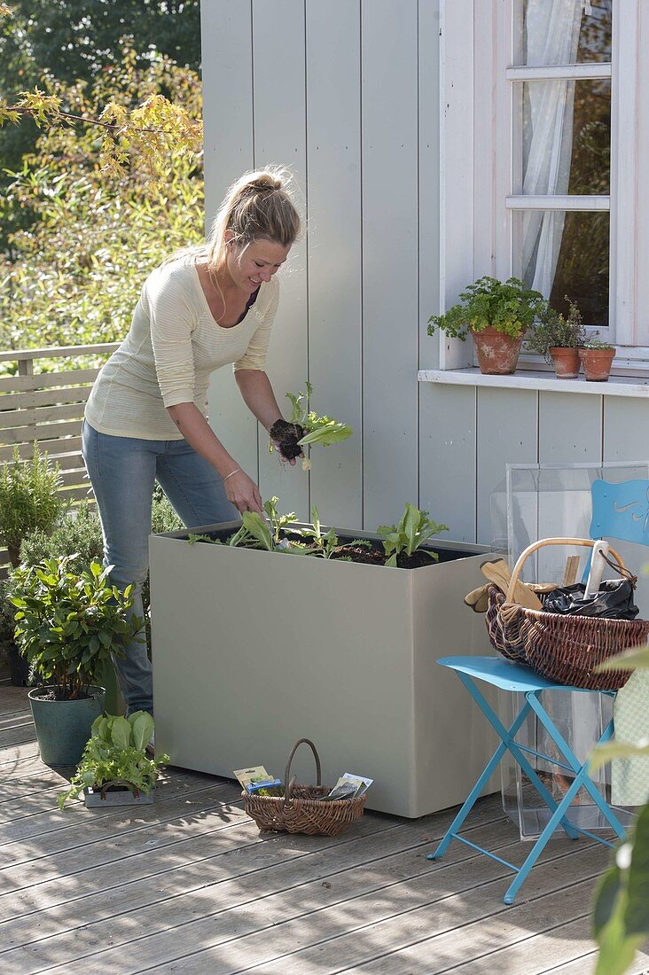 Plastic box with hood as a cold frame on the terrace