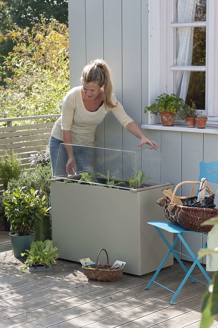 Plastic box with hood as a cold frame on the terrace