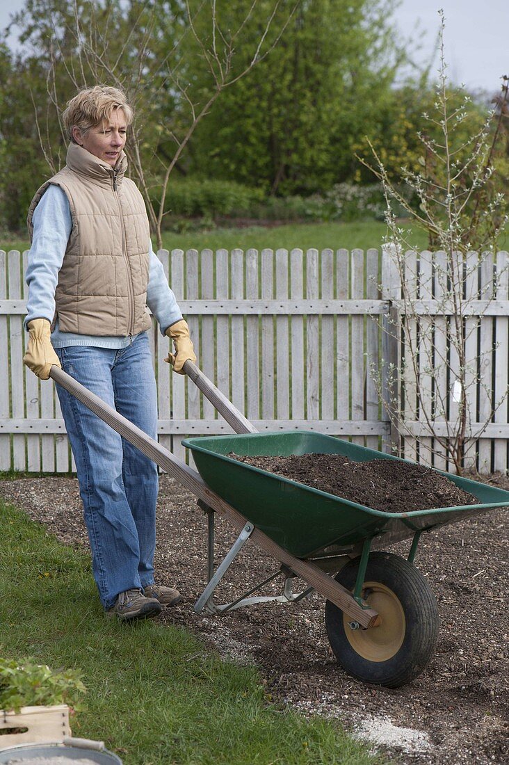 Creating bed with cranesbill and mallow