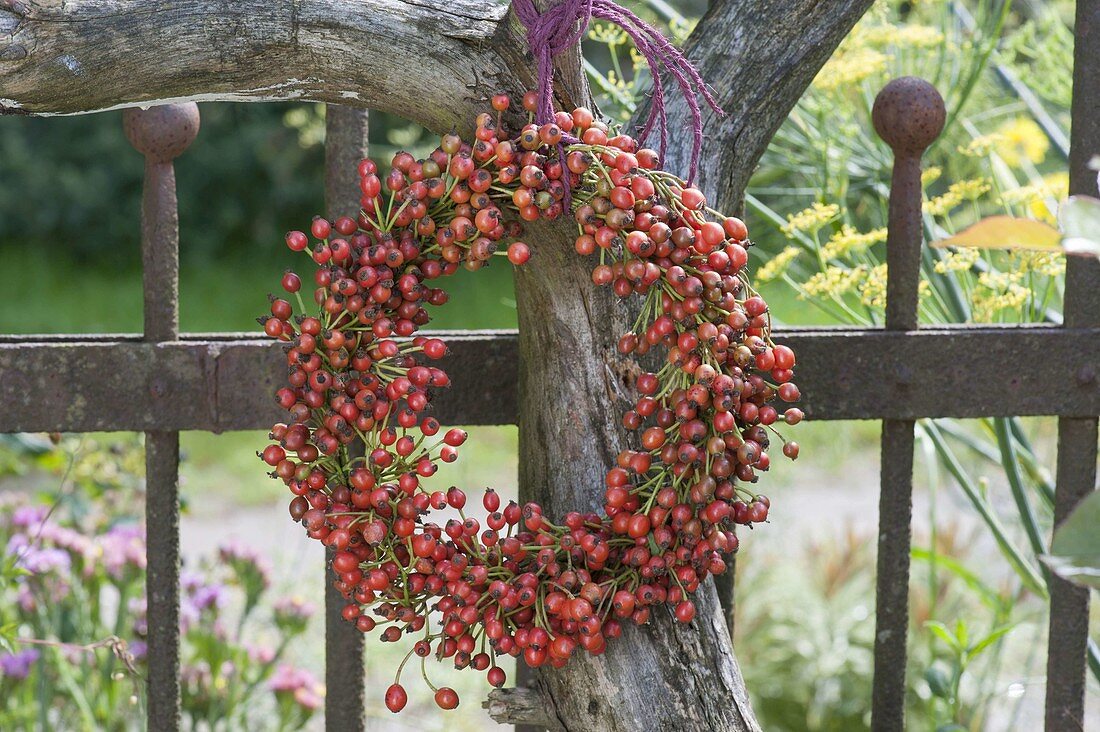 Kränzchen aus Mini - Hagebutten (Rosa multiflora) an Baum gehängt