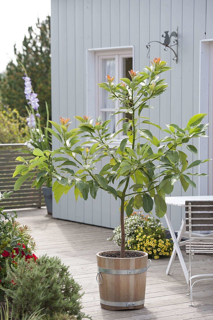 Little homegrown avocado tree in wooden tub