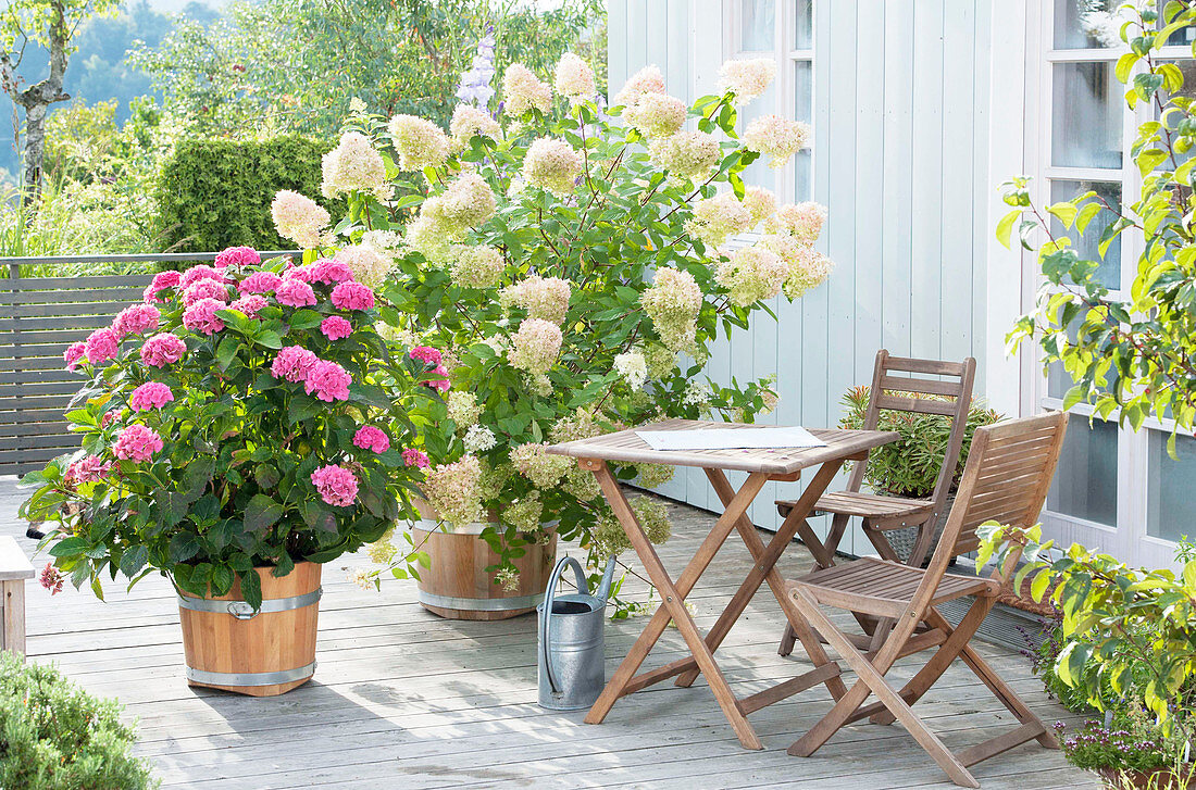 Terrace with hydrangeas