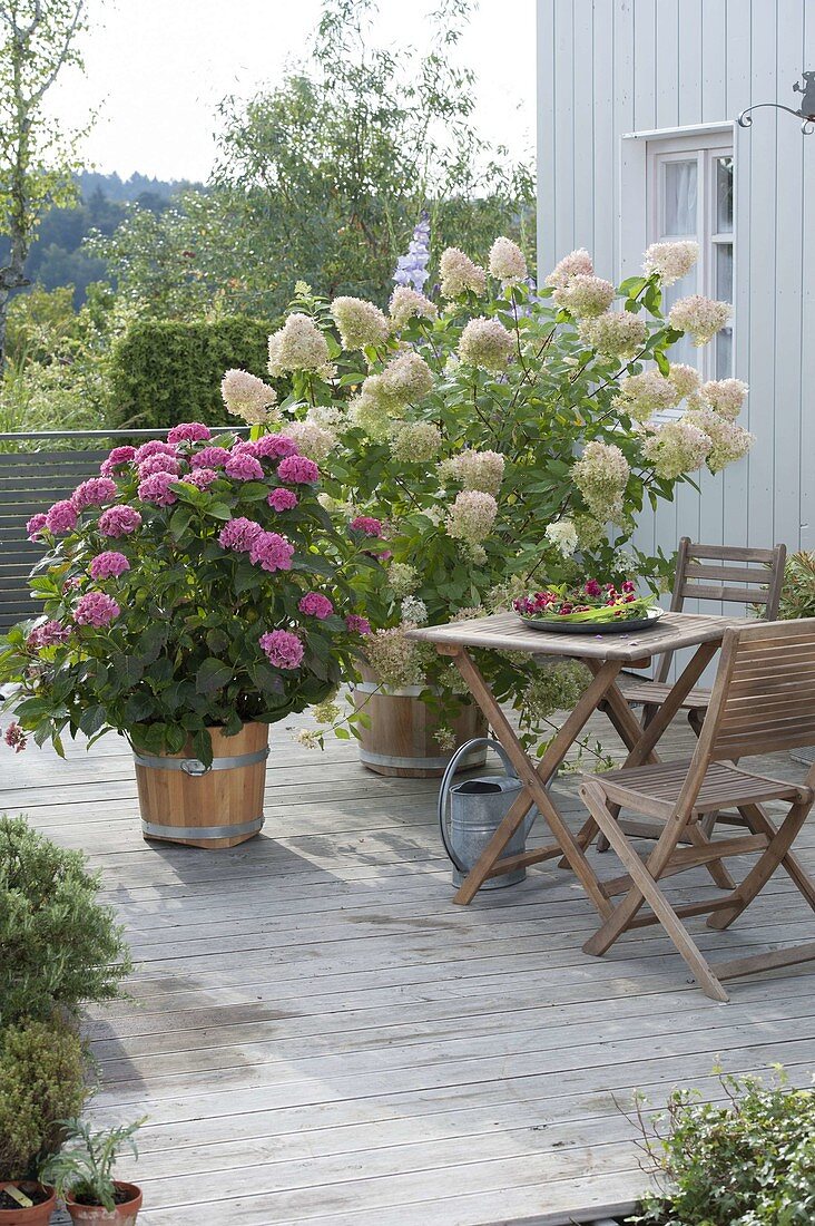 Terrace with hydrangeas